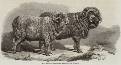 Carneros Merino Sajones Puros, exhibidos en Breslau